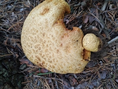Buchwaldoboletus sphaerocephalus