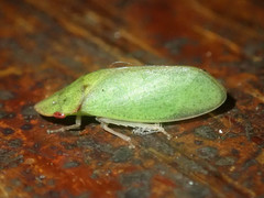 Tituria