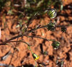 Osteospermum monstrosum