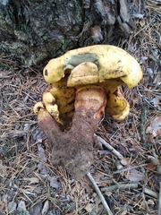 Buchwaldoboletus sphaerocephalus