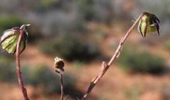 Osteospermum monstrosum