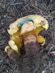 Buchwaldoboletus sphaerocephalus