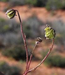 Osteospermum monstrosum