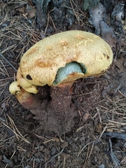 Buchwaldoboletus sphaerocephalus