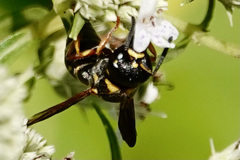 Stenodynerus fundatiformis