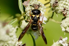 Stenodynerus fundatiformis