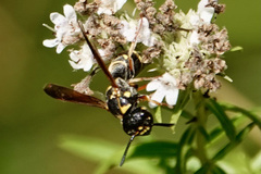 Stenodynerus fundatiformis