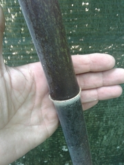 Phyllostachys nigra