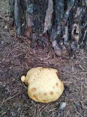 Buchwaldoboletus sphaerocephalus