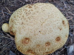 Buchwaldoboletus sphaerocephalus