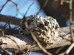 Caprimulgiformes