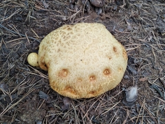 Buchwaldoboletus sphaerocephalus