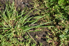Oedipoda caerulescens