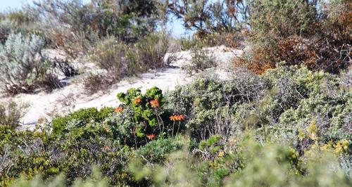 Aloe arenicola, photograph 5