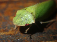 Tituria