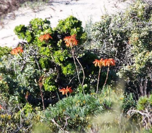 Aloe arenicola, photograph 6