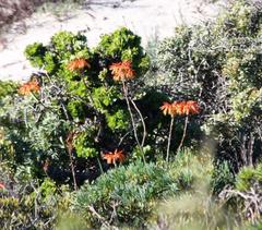 Aloe arenicola, photograph (c) Tony Rebelo, some rights reserved (CC BY-SA)