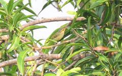 Phylloscopus trochiloides