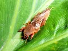 Gryllotalpa africana
