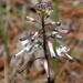 Satin Squill - Photo (c) Colin Ralston, some rights reserved (CC BY-NC), uploaded by Colin Ralston