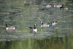 Branta canadensis