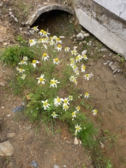 Tripleurospermum subpolare