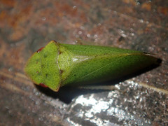 Tituria