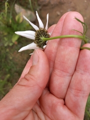 Tripleurospermum subpolare