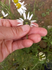 Tripleurospermum subpolare