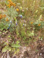 Gentianopsis barbata