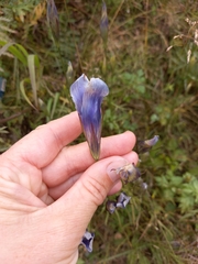 Gentianopsis barbata