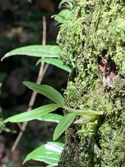 Dendrobium moniliforme