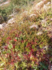 Sieversia pusilla