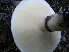Suillus luteus