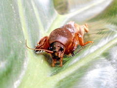 Gryllotalpa africana