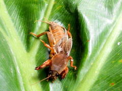 Gryllotalpa africana