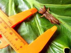 Gryllotalpa africana