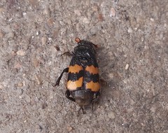 Nicrophorus interruptus