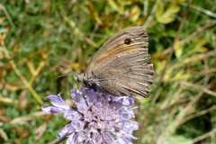 Hyponephele lycaon