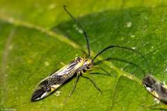 Dictyopsocus pennicornis