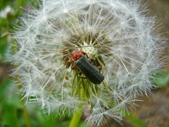 Cantharis rustica