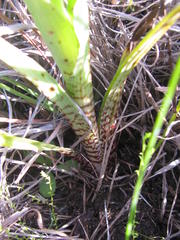 Pterygodium bicolorum