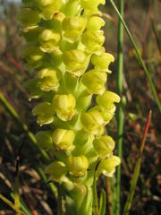 Pterygodium bicolorum