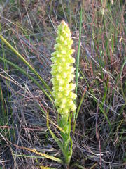 Pterygodium bicolorum