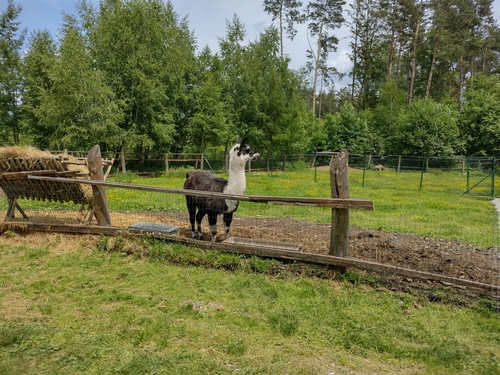 Ljama (Lama glama)