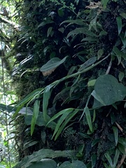 Dendrobium moniliforme