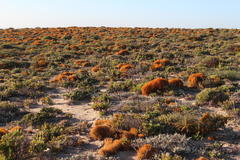 Teloschistes capensis