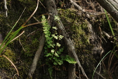 Asplenium incisum