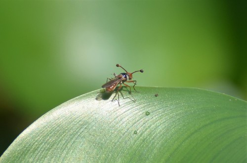 Diopsis longicornis