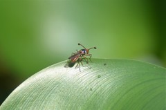 Diopsis longicornis